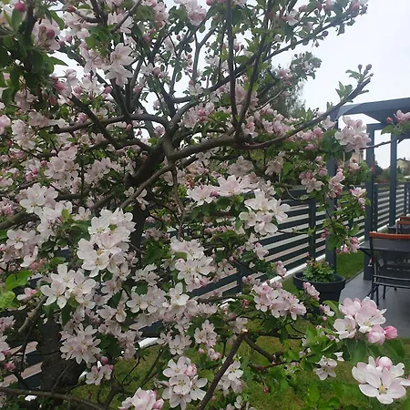 ホームステイ Sandra I